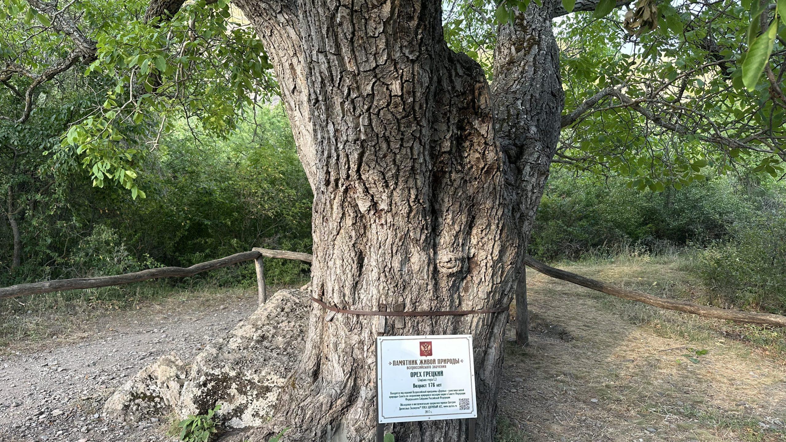 Орех